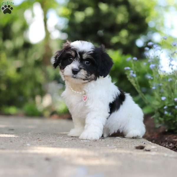 Dory, Cavachon Puppy